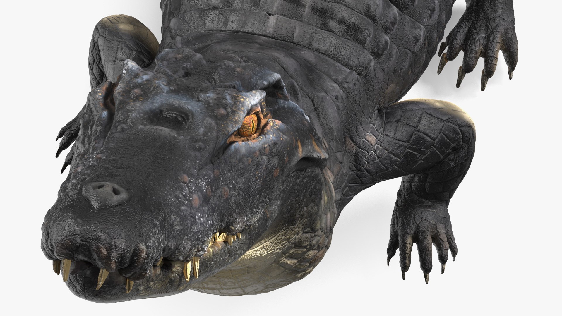 Black Caiman Looking Up model https://p.turbosquid.com/ts-thumb/7I/nTKAhs/Hx/blackcaimanlookingupc4dmodel013/jpg/1709955154/1920x1080/fit_q87/bbee7b5e0e8bce33d916b69e7a13ff069d7b7919/blackcaimanlookingupc4dmodel013.jpg