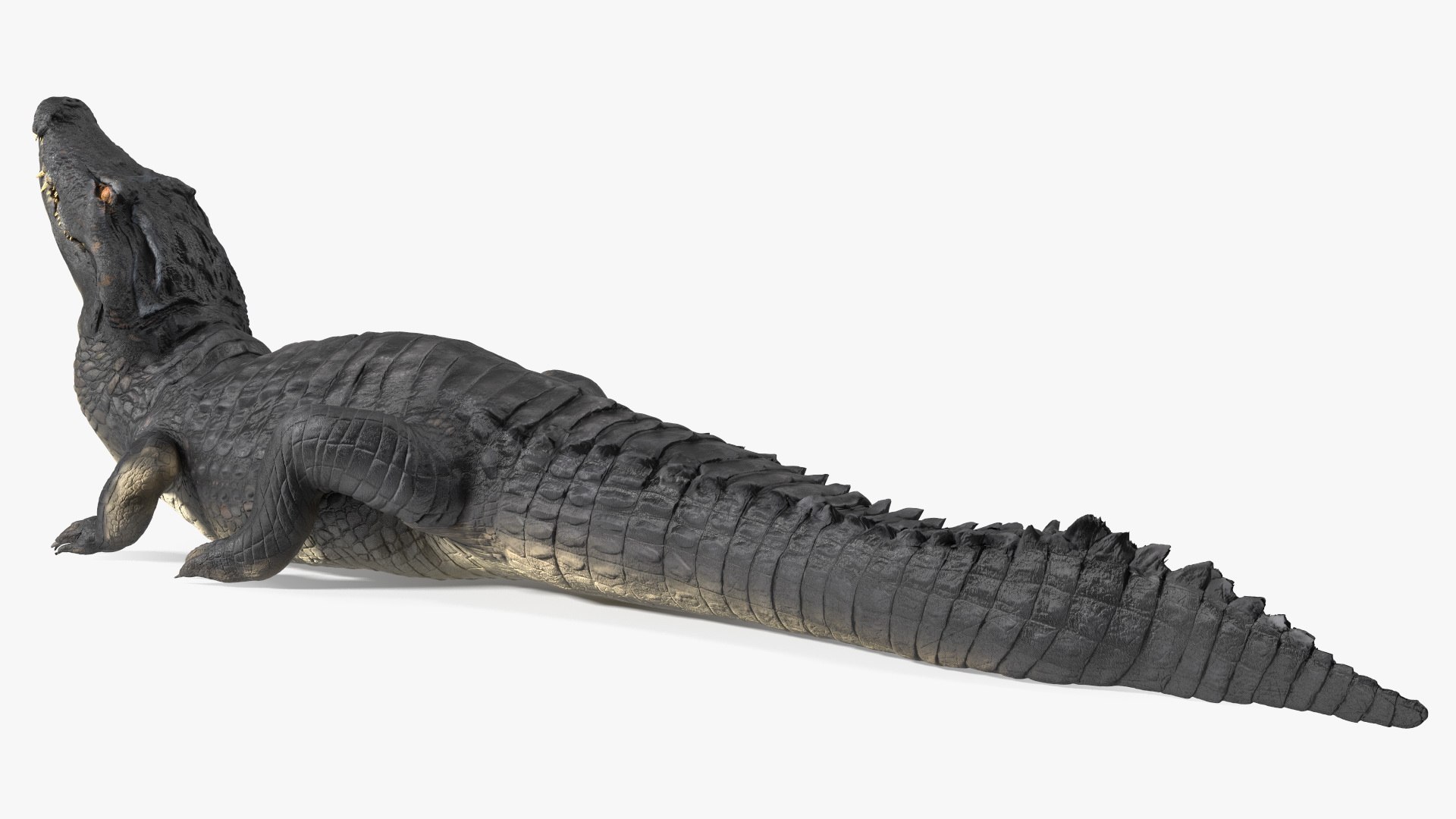 Black Caiman Looking Up model https://p.turbosquid.com/ts-thumb/7I/nTKAhs/IC/blackcaimanlookingupc4dmodel010/jpg/1709955142/1920x1080/fit_q87/b1098deb6d35a81c3a9d28abb6369ef898ee7b92/blackcaimanlookingupc4dmodel010.jpg