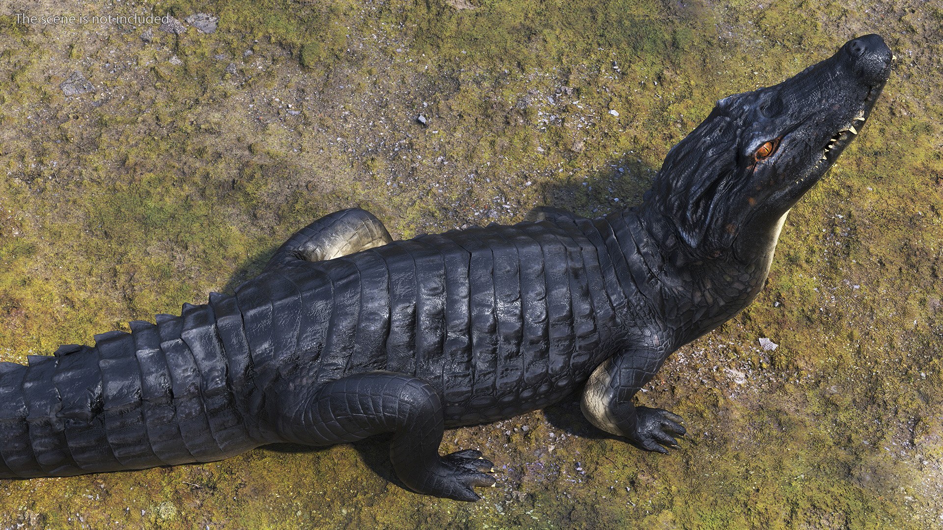 Black Caiman Looking Up model https://p.turbosquid.com/ts-thumb/7I/nTKAhs/XW/blackcaimanlookingupc4dmodel005/jpg/1709955121/1920x1080/fit_q87/11d5c89e5deb3d084129f360403a750028a2d9df/blackcaimanlookingupc4dmodel005.jpg
