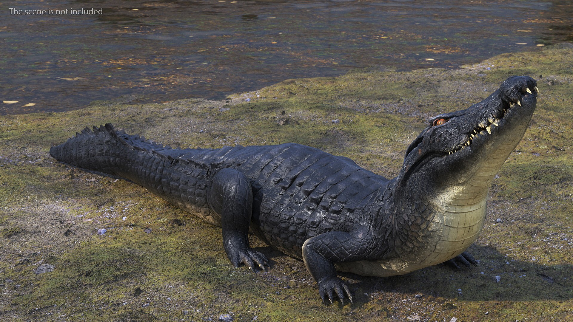 Black Caiman Looking Up model https://p.turbosquid.com/ts-thumb/7I/nTKAhs/bz/blackcaimanlookingupc4dmodel003/jpg/1709955113/1920x1080/fit_q87/9fbfff7aff59b7cbf45e776404dd069ecc7b6274/blackcaimanlookingupc4dmodel003.jpg