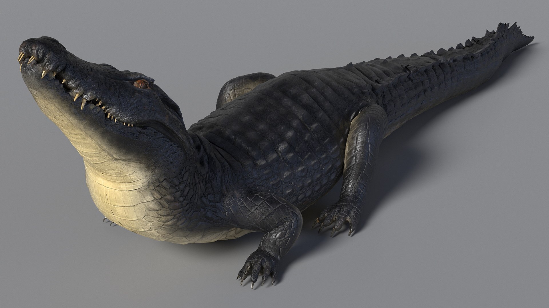 Black Caiman Looking Up model https://p.turbosquid.com/ts-thumb/7I/nTKAhs/cB/blackcaimanlookingupc4dmodel007/jpg/1709955130/1920x1080/fit_q87/706165db87e1f6aa0b4a1acad816dbc1998e40d7/blackcaimanlookingupc4dmodel007.jpg