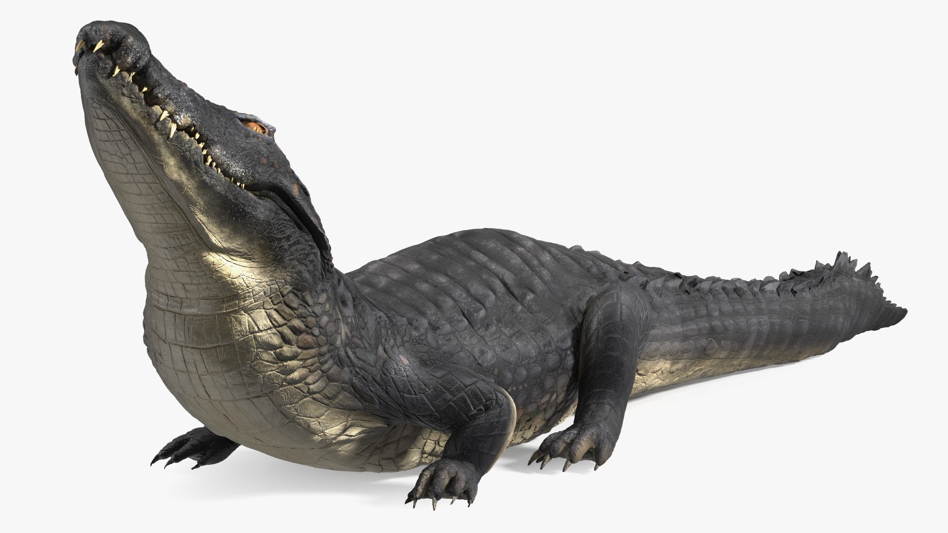 Black Caiman Looking Up model https://p.turbosquid.com/ts-thumb/7I/nTKAhs/w6/blackcaimanlookingupc4dmodel009/jpg/1709955138/1920x1080/fit_q87/86e0c7cc33c31552c7383e74c9fa8e85d63e6caf/blackcaimanlookingupc4dmodel009.jpg