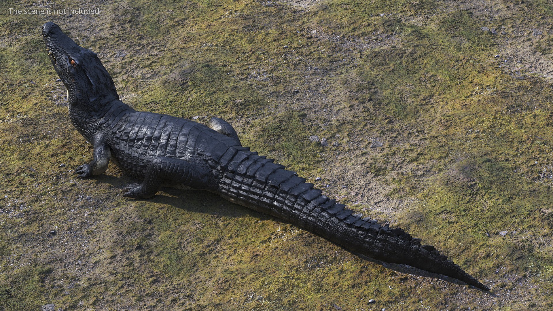 Black Caiman Looking Up model https://p.turbosquid.com/ts-thumb/7I/nTKAhs/x3/blackcaimanlookingupc4dmodel004/jpg/1709955117/1920x1080/fit_q87/fbf9ea4da936a556726a6522e914afd051e73219/blackcaimanlookingupc4dmodel004.jpg