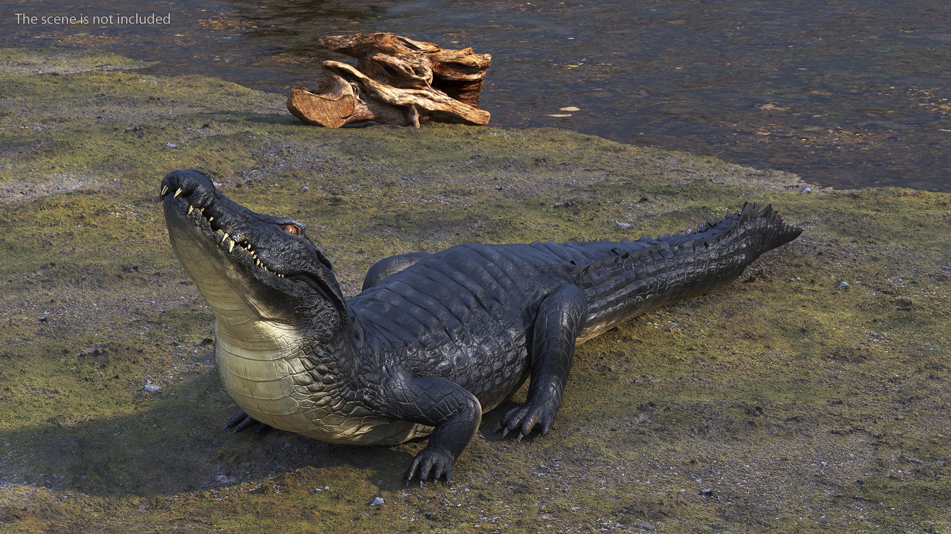 Black Caiman Looking Up model https://p.turbosquid.com/ts-thumb/7I/nTKAhs/x6/blackcaimanlookingupc4dmodel002/jpg/1709955108/1920x1080/fit_q87/be553120f0ea16c979a038f59852f5f2b53dbeb6/blackcaimanlookingupc4dmodel002.jpg