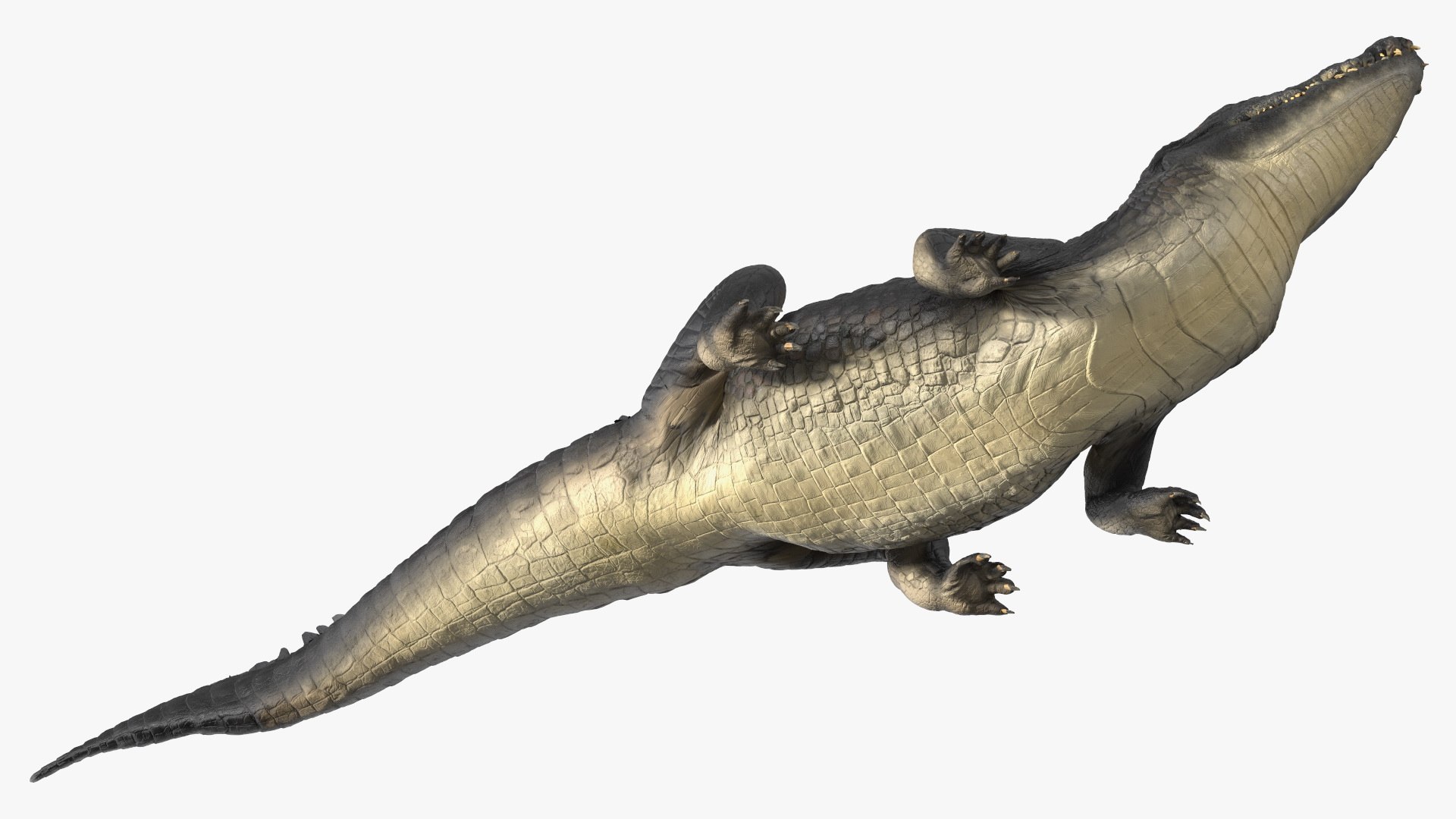 Black Caiman Looking Up model https://p.turbosquid.com/ts-thumb/7I/nTKAhs/y2/blackcaimanlookingupc4dmodel012/jpg/1709955150/1920x1080/fit_q87/091c678ba184b6387681f2dccdd5472b087d5aaf/blackcaimanlookingupc4dmodel012.jpg