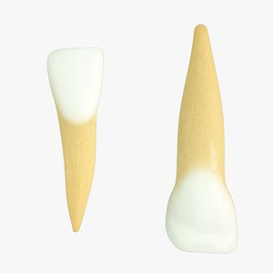 3d model primary lateral incisors