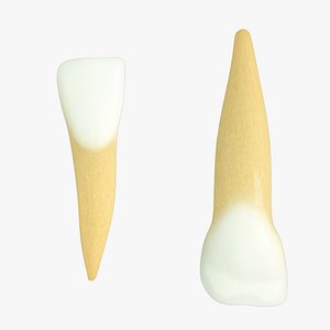 Primary Lateral Incisors
