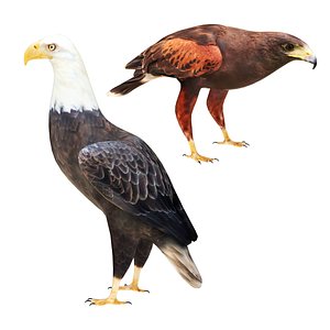 Eagle and Hawk Collection 3D model