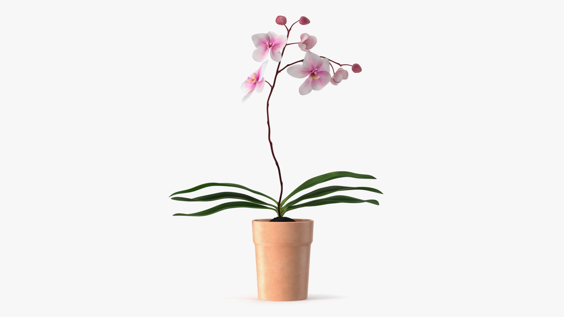 Orchid with Clay Pot 3D model preview