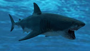 great white shark animations 3D