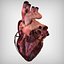 Human Heart Anatomy