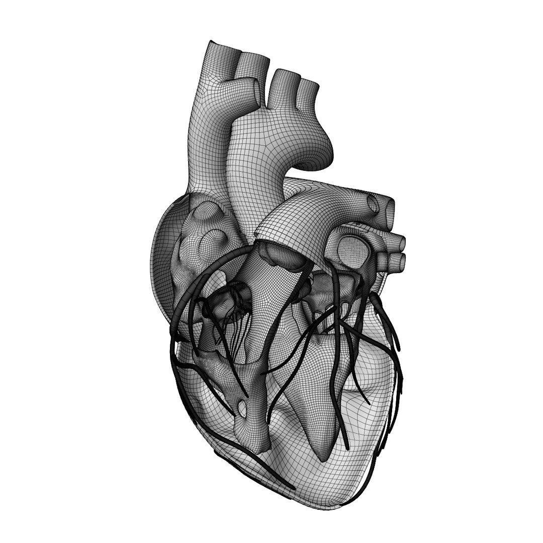 3D anatomy human heart model https://p.turbosquid.com/ts-thumb/7J/EJcU9g/9uXvLm4E/wire1/jpg/1583607301/1920x1080/fit_q87/932f0ce56ffcde161bcaa88fed33f6e4819c879f/wire1.jpg