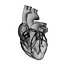 Human Heart Anatomy