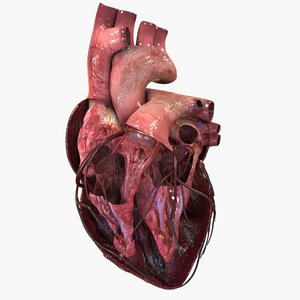 3D anatomy human heart model