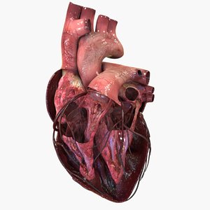 Human Heart Anatomy