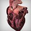 Human Heart Anatomy