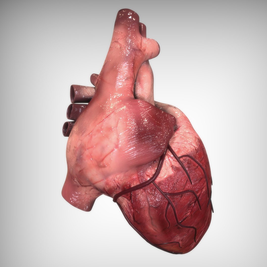 3D anatomy human heart model https://p.turbosquid.com/ts-thumb/7J/EJcU9g/jpOTbZ46/view3/jpg/1583607299/1920x1080/fit_q87/ad17d2bf345777423e1fff37980be27f124b295b/view3.jpg