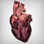 Human Heart Anatomy