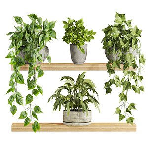 ivy plants