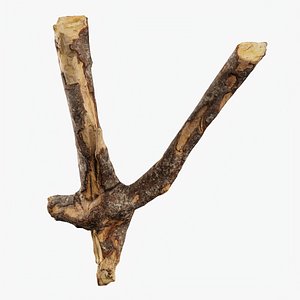 Scanned Tree Wood 08 3D model