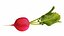 Radis Rouge
