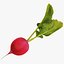 Radis Rouge