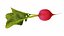 Radis Rouge
