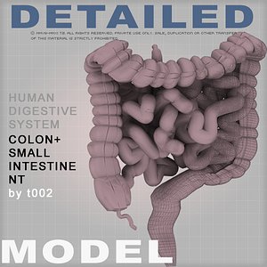 colon large intestine small 3d max