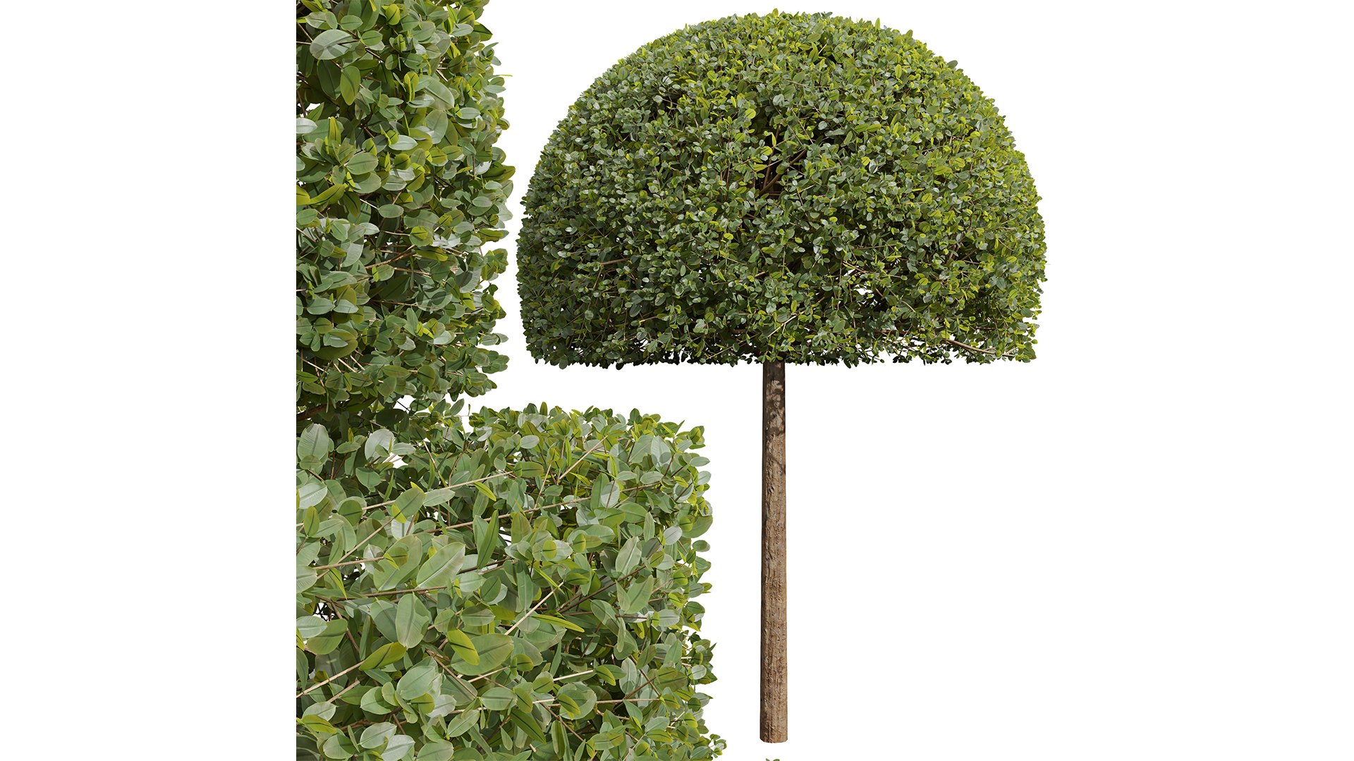 New Plant Ficus Concinna Bonsai Pruned 05 model https://p.turbosquid.com/ts-thumb/7J/cFdtoA/nl/z03/png/1710502559/1920x1080/fit_q87/c0f9d7a47553c801e7b146d74e158f95c5e5af23/z03.jpg
