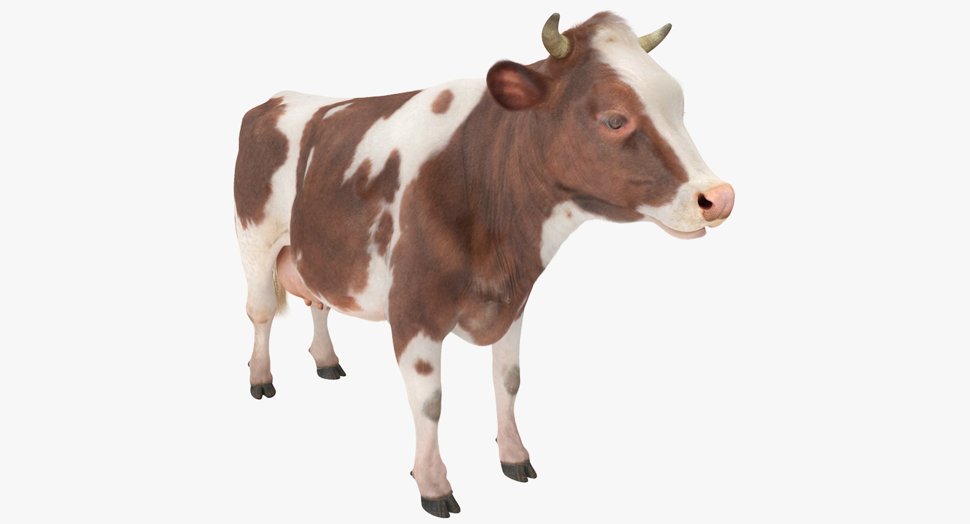 Cow with Fur 3D Model 3D model preview