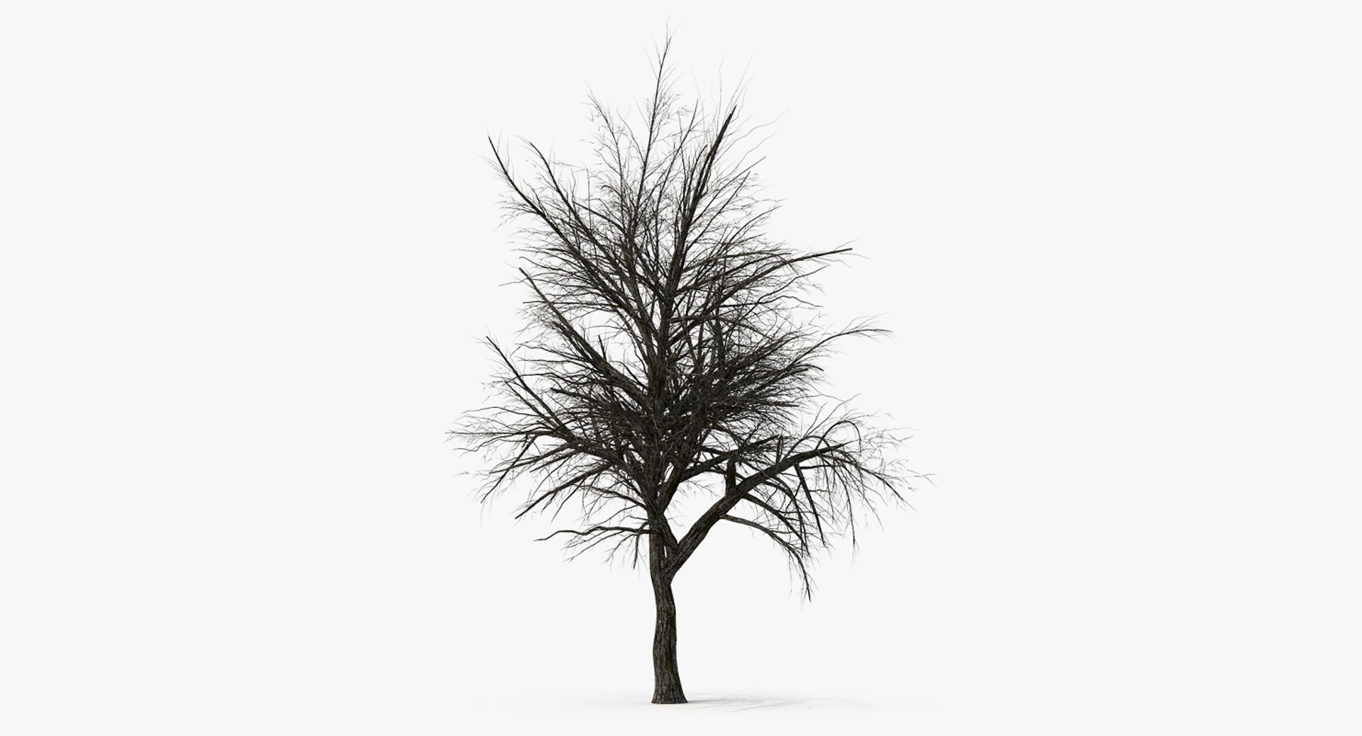 Winter Pear Tree 3D model preview