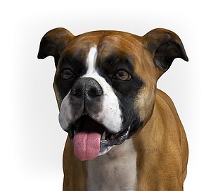 Boxer Dog