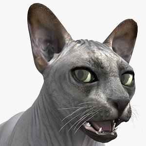 Sphynx Cat Solid Color Black Rigged