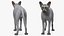 sphynx cat solid color 3D