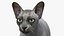 sphynx cat solid color 3D