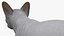 sphynx cat solid color 3D