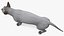 sphynx cat solid color 3D