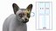 sphynx cat solid color 3D