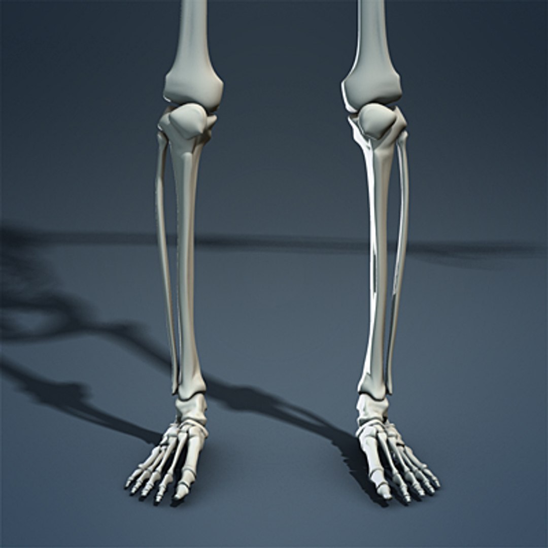3d max human skeleton https://p.turbosquid.com/ts-thumb/7K/86htlz/1JvanqaK/skeleton_04_small_a/jpg/1229240971/1920x1080/fit_q87/bf03cb199fad786758b6154c2c5ba9cc3dc9c41e/skeleton_04_small_a.jpg