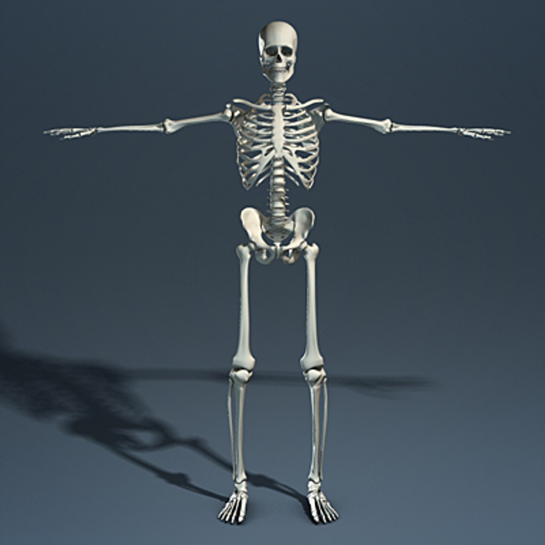 3d max human skeleton https://p.turbosquid.com/ts-thumb/7K/86htlz/5I5coDcy/skeleton_02_small_a/jpg/1229240967/1920x1080/fit_q87/0ccc2053ffc4e74f77aac93e04ab5ec36ab812d1/skeleton_02_small_a.jpg