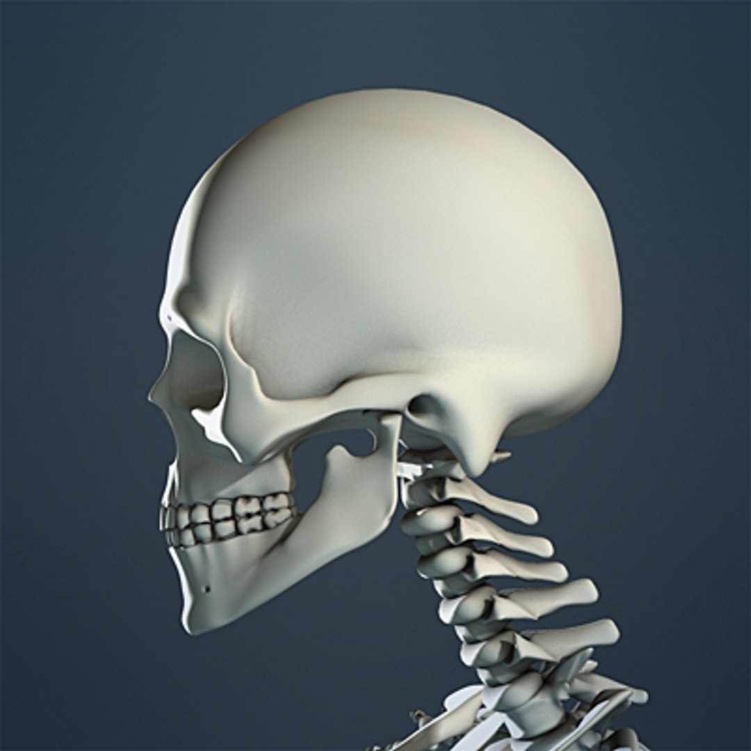 3d max human skeleton https://p.turbosquid.com/ts-thumb/7K/86htlz/8aWEpjdj/skeleton_12_small_a/jpg/1229241288/1920x1080/fit_q87/a9c522b875c0a495ceeeac461db92b24815c15d4/skeleton_12_small_a.jpg