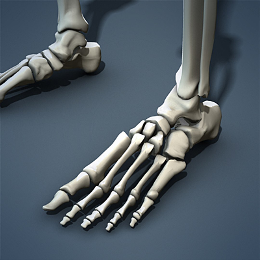 3d max human skeleton https://p.turbosquid.com/ts-thumb/7K/86htlz/DAlAeSvA/skeleton_06_small_a/jpg/1229240991/1920x1080/fit_q87/b0d46e39c8f0402512c456b927a0c9f1d478ada6/skeleton_06_small_a.jpg