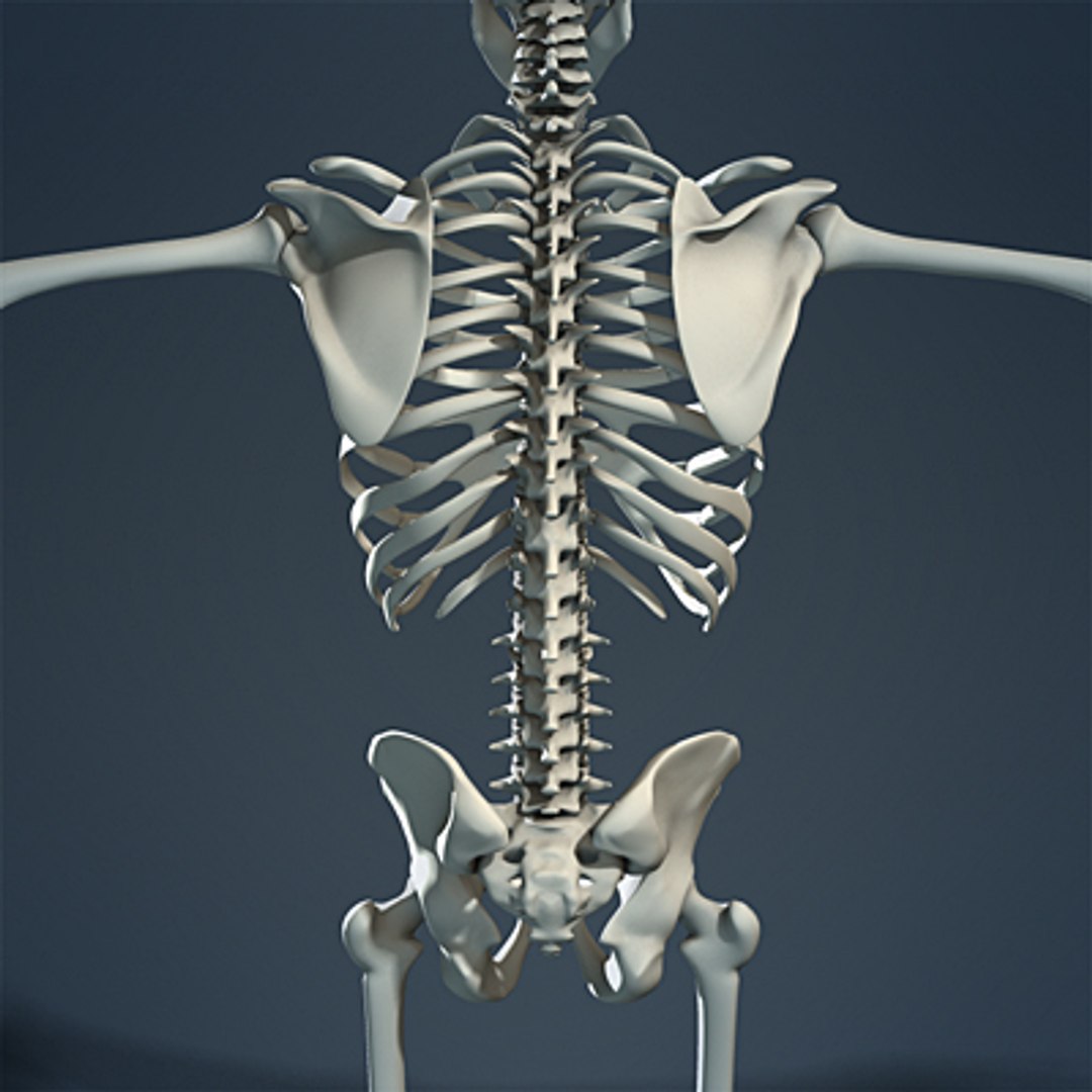 3d max human skeleton https://p.turbosquid.com/ts-thumb/7K/86htlz/DIVJKLur/skeleton_05_small_a/jpg/1229240979/1920x1080/fit_q87/3a017c9c2d5ca2e4a2ece935f0156aff7fb3b9e9/skeleton_05_small_a.jpg