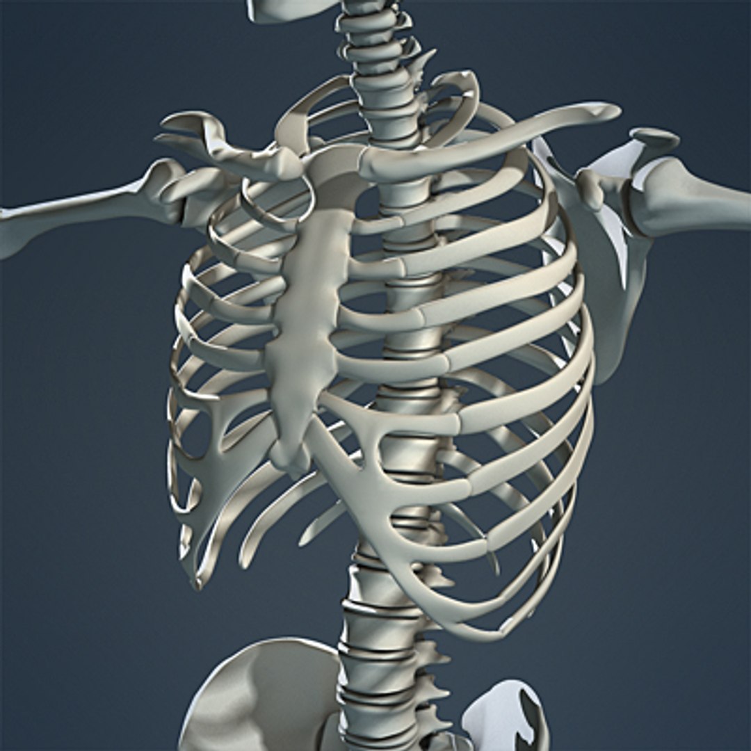 3d max human skeleton https://p.turbosquid.com/ts-thumb/7K/86htlz/EZ2s4sbN/skeleton_10_small_a/jpg/1229241223/1920x1080/fit_q87/650bd5b59fa22f700101447df0ae2079adb16ebf/skeleton_10_small_a.jpg