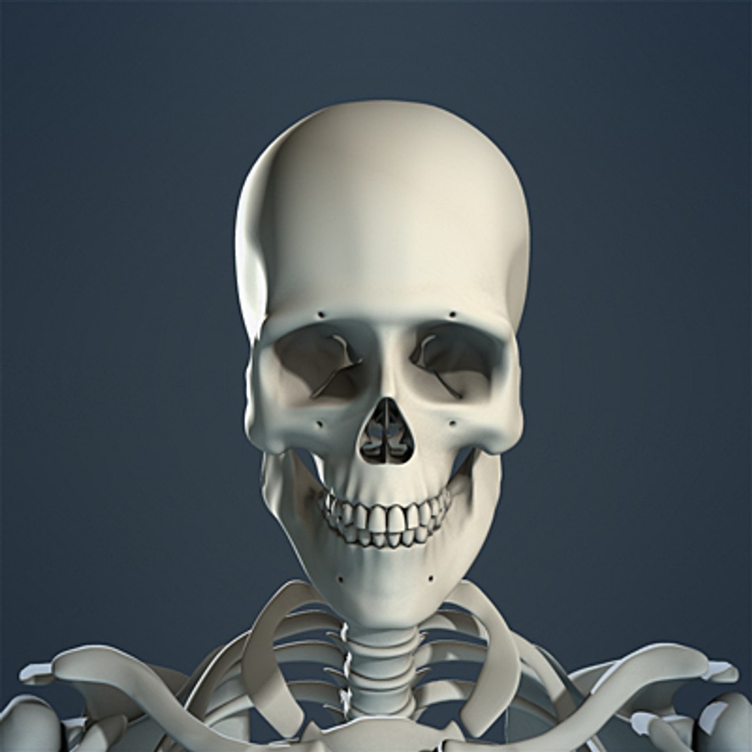 3d max human skeleton https://p.turbosquid.com/ts-thumb/7K/86htlz/LSrHPeeG/skeleton_08_small_a/jpg/1229241208/1920x1080/fit_q87/2dfaf9ef20a97d7a8ad98659e93a5a34b95d08fd/skeleton_08_small_a.jpg