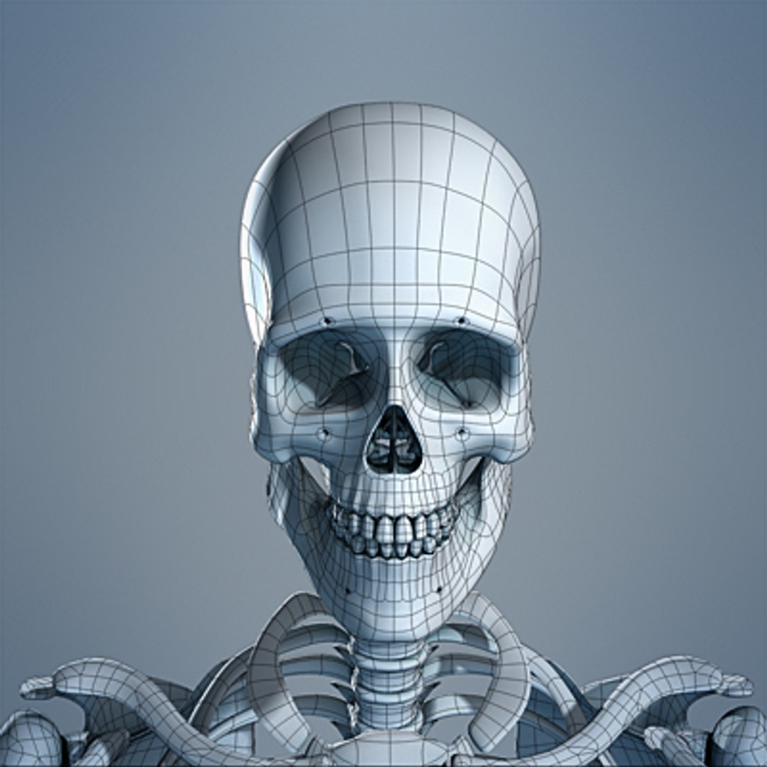 3d max human skeleton https://p.turbosquid.com/ts-thumb/7K/86htlz/MY1IeT5n/skeleton_08_small_c/jpg/1229241212/1920x1080/fit_q87/a45feb86e7cbde5eeda8cf2503b8578b54a2fda5/skeleton_08_small_c.jpg