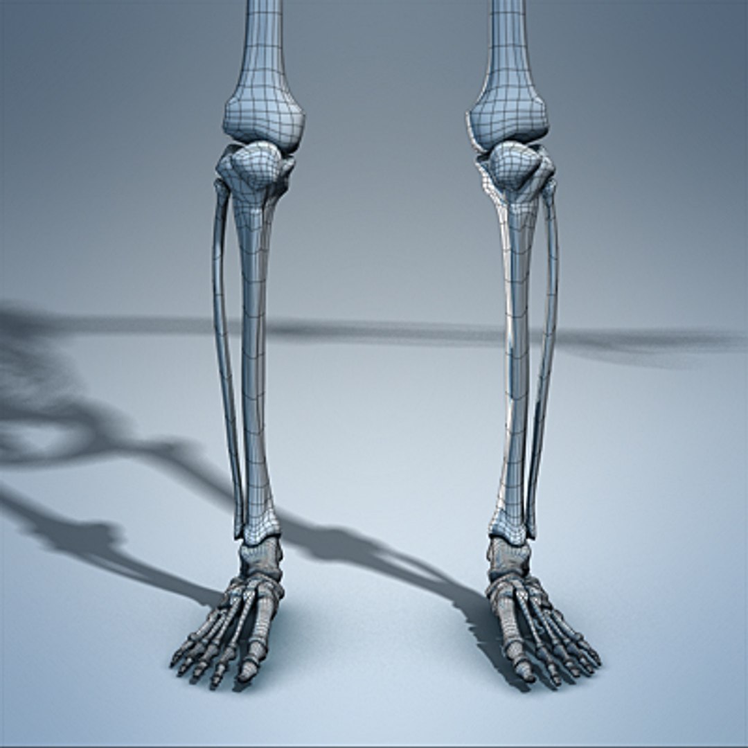 3d max human skeleton https://p.turbosquid.com/ts-thumb/7K/86htlz/R9fYjjxK/skeleton_04_small_c/jpg/1229240974/1920x1080/fit_q87/95462eeec73e61da62438b41165effb1908e50d4/skeleton_04_small_c.jpg
