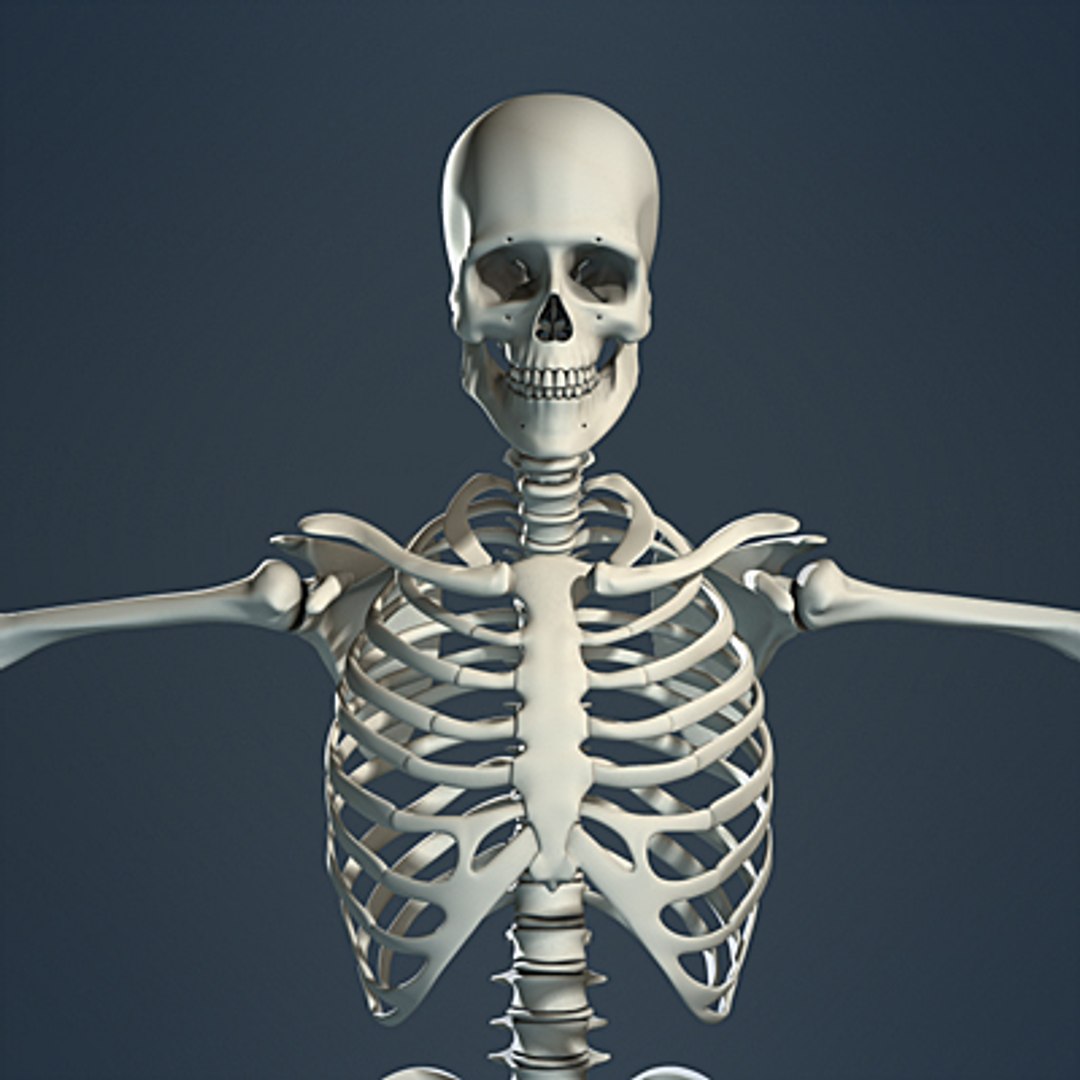 3d max human skeleton https://p.turbosquid.com/ts-thumb/7K/86htlz/RmAvrU33/skeleton_01_small_d/jpg/1229240959/1920x1080/fit_q87/a6357dd1127ca727d46ab1a5edc0248cee10595a/skeleton_01_small_d.jpg