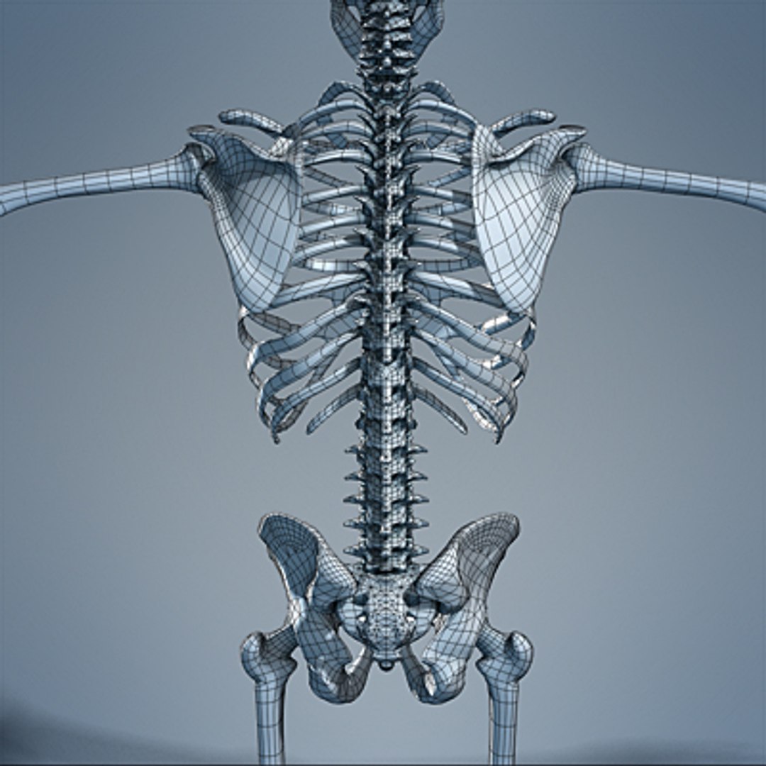 3d max human skeleton https://p.turbosquid.com/ts-thumb/7K/86htlz/d9t2kCCy/skeleton_05_small_c/jpg/1229240985/1920x1080/fit_q87/12831d54f604018b75aca8f9841ee464a133f3a4/skeleton_05_small_c.jpg