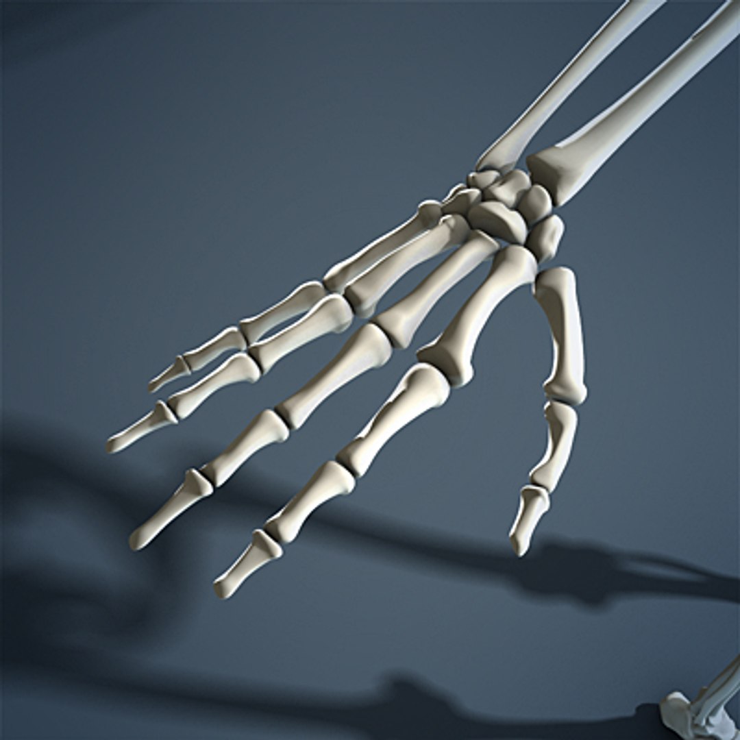 3d max human skeleton https://p.turbosquid.com/ts-thumb/7K/86htlz/nVqIudPq/skeleton_07_small_a/jpg/1229241200/1920x1080/fit_q87/5071c5a5fdb6e1ba5b3fac48cc9b36e94991143a/skeleton_07_small_a.jpg
